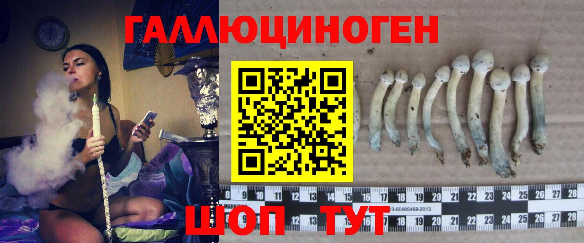 Галлюциногенные грибы Psilocybine cubensis Гай